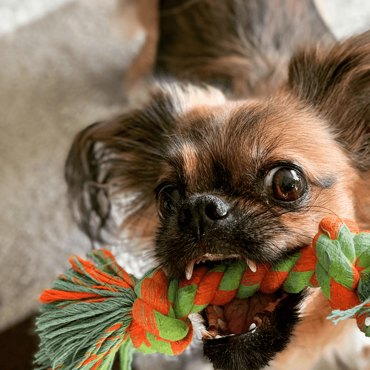 Dog on home page